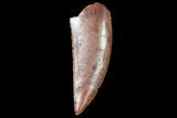 Raptor Tooth - Excellent Condition #102367-1